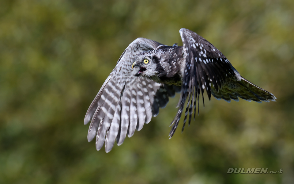 01 Northern hawk-owl (Surnia ulula)
